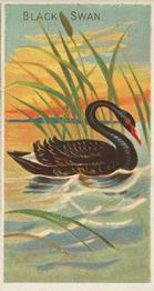 1889 Allen & Ginter Birds of the Tropics (N5) #NNO Black Swan Front