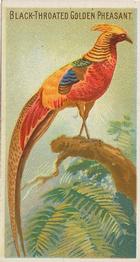 1889 Allen & Ginter Birds of the Tropics (N5) #NNO Black Throated Golden Pheasant Front