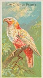 1889 Allen & Ginter Birds of the Tropics (N5) #NNO New Zealand Parrot Front