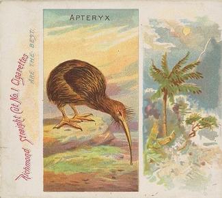 1889 Allen & Ginter Birds of the Tropics Large (N38) #NNO Apteryx Front