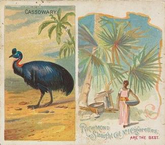 1889 Allen & Ginter Birds of the Tropics Large (N38) #NNO Cassowary Front