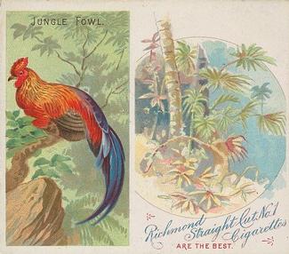1889 Allen & Ginter Birds of the Tropics Large (N38) #NNO Jungle Fowl Front