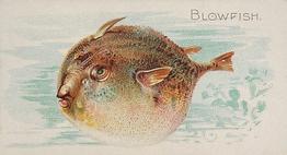 1889 Allen & Ginter 50 Fish from American Waters (N8) #NNO Blowfish Front