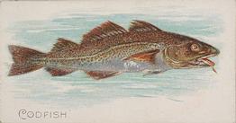 1889 Allen & Ginter 50 Fish from American Waters (N8) #NNO Codfish Front