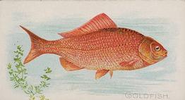 1889 Allen & Ginter 50 Fish from American Waters (N8) #NNO Goldfish Front
