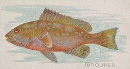 1889 Allen & Ginter 50 Fish from American Waters (N8) #NNO Grouper Front