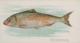 1889 Allen & Ginter 50 Fish from American Waters (N8) #NNO Herring Front