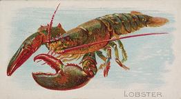 1889 Allen & Ginter 50 Fish from American Waters (N8) #NNO Lobster Front