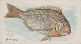 1889 Allen & Ginter 50 Fish from American Waters (N8) #NNO Porgy Front