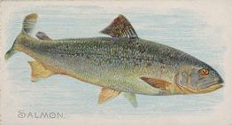 1889 Allen & Ginter 50 Fish from American Waters (N8) #NNO Salmon Front