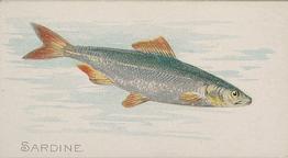 1889 Allen & Ginter 50 Fish from American Waters (N8) #NNO Sardine Front