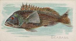 1889 Allen & Ginter 50 Fish from American Waters (N8) #NNO Seabass Front
