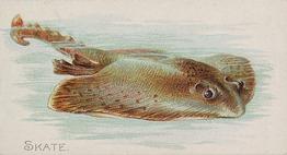 1889 Allen & Ginter 50 Fish from American Waters (N8) #NNO Skate Front
