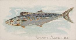 1889 Allen & Ginter 50 Fish from American Waters (N8) #NNO Spanish Mackerel Front