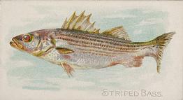 1889 Allen & Ginter 50 Fish from American Waters (N8) #NNO Striped Bass Front