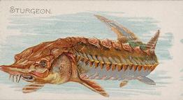 1889 Allen & Ginter 50 Fish from American Waters (N8) #NNO Sturgeon Front