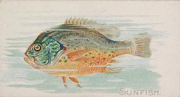 1889 Allen & Ginter 50 Fish from American Waters (N8) #NNO Sunfish Front