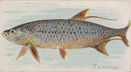 1889 Allen & Ginter 50 Fish from American Waters (N8) #NNO Tarpon Front