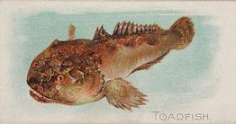 1889 Allen & Ginter 50 Fish from American Waters (N8) #NNO Toadfish Front