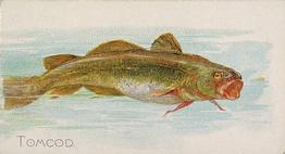 1889 Allen & Ginter 50 Fish from American Waters (N8) #NNO Tomcod Front