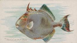 1889 Allen & Ginter 50 Fish from American Waters (N8) #NNO Triggerfish Front