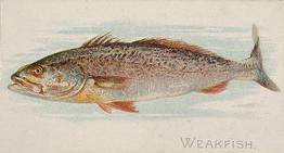 1889 Allen & Ginter 50 Fish from American Waters (N8) #NNO Weakfish Front