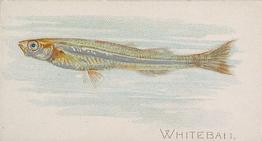 1889 Allen & Ginter 50 Fish from American Waters (N8) #NNO Whitebait Front