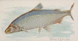 1889 Allen & Ginter 50 Fish from American Waters (N8) #NNO Whitefish Front