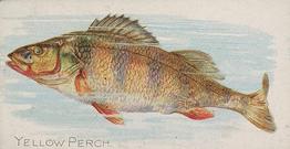 1889 Allen & Ginter 50 Fish from American Waters (N8) #NNO Yellow Perch Front