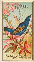 1888 Allen & Ginter Birds of America (N4) #NNO Blue Bunting Front