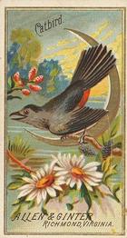 1888 Allen & Ginter Birds of America (N4) #NNO Catbird Front