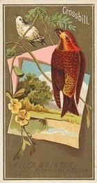 1888 Allen & Ginter Birds of America (N4) #NNO Crossbill Front