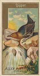 1888 Allen & Ginter Birds of America (N4) #NNO Dipper Front