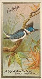 1888 Allen & Ginter Birds of America (N4) #NNO Kingfisher Front