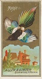 1888 Allen & Ginter Birds of America (N4) #NNO Magpie Front