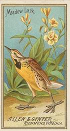 1888 Allen & Ginter Birds of America (N4) #NNO Meadow Lark Front