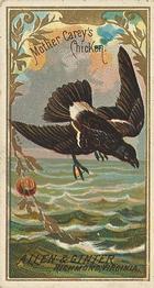 1888 Allen & Ginter Birds of America (N4) #NNO Mother Carey's Chicken Front