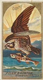 1888 Allen & Ginter Birds of America (N4) #NNO Osprey Front