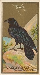 1888 Allen & Ginter Birds of America (N4) #NNO Raven Front