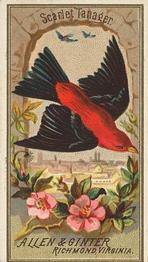 1888 Allen & Ginter Birds of America (N4) #NNO Scarlet Tanager Front