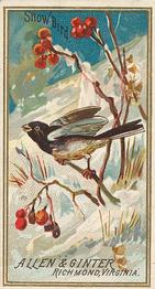 1888 Allen & Ginter Birds of America (N4) #NNO Snow Bird Front