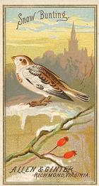 1888 Allen & Ginter Birds of America (N4) #NNO Snow Bunting Front