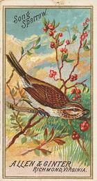 1888 Allen & Ginter Birds of America (N4) #NNO Song Sparrow Front