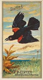 1888 Allen & Ginter Birds of America (N4) #NNO Red-winged Starling Front