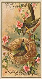 1888 Allen & Ginter Birds of America (N4) #NNO Yellow-breasted Chat Front