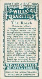 1910 Wills's Cigarettes Fish & Bait #8 Roach Back