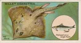 1910 Wills's Cigarettes Fish & Bait #18 Skate Front