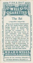 1910 Wills's Cigarettes Fish & Bait #20 Eel Back