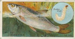 1910 Wills's Cigarettes Fish & Bait #21 Dace Front