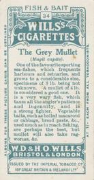 1910 Wills's Cigarettes Fish & Bait #34 Grey Mullet Back